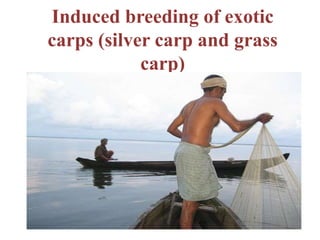Induced breeding of exotic
carps (silver carp and grass
carp)
 