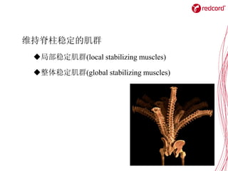维持脊柱稳定的肌群
局部稳定肌群(local stabilizing muscles)
整体稳定肌群(global stabilizing muscles)
 