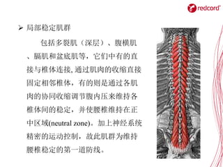  局部稳定肌群
包括多裂肌（深层）、腹横肌
、膈肌和盆底肌等，它们中有的直
接与椎体连接, 通过肌肉的收缩直接
固定相邻椎体，有的则是通过各肌
肉的协同收缩调节腹内压来维持各
椎体间的稳定，并使腰椎维持在正
中区域(neutral zone)。加上神经系统
精密的运动控制，故此肌群为维持
腰椎稳定的第一道防线。
 