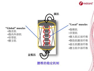 "Global" muscles
•腹横肌
•多裂肌
•腰大肌后部纤维
•髂肋肌腰部纤维
•最长肌腰部纤维
•腰方肌中部纤维
"Local" muscles
•腹直肌
•腹内外斜肌
•竖脊肌
•腰方肌
膈肌
盆骶肌
腰椎的稳定机制
 