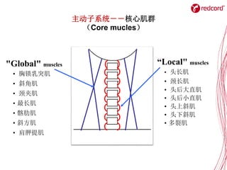 v
“Local" muscles
• 头长肌
• 颈长肌
• 头后大直肌
• 头后小直肌
• 头上斜肌
• 头下斜肌
• 多裂肌
"Global" muscles
• 胸锁乳突肌
• 斜角肌
• 颈夹肌
• 最长肌
• 髂肋肌
• 斜方肌
• 肩胛提肌
主动子系统－－核心肌群
（Core mucles）
 