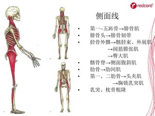 侧面线
• 第一~五跖骨→腓骨肌
• 腓骨头→腓骨韧带
• 胫骨外髁→髂胫束、外展肌
→阔筋膜张肌
→臀大肌
• 髂骨脊→侧面腹斜肌
• 肋骨→肋间肌
• 第一、二肋骨→头夹肌
→胸锁乳突肌
• 乳突、枕骨粗隆
 