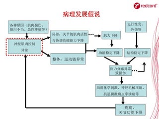 病理发展假说
局部：关节的肌肉活性
与协调收缩能力下降
整体：运动链异常
功能稳定下降
应力分布异常
致损伤
结构稳定下降
…
各种原因（肌肉损伤、
使用不当、急性疼痛等）
神经肌肉控制
异常
疼痛、
关节功能下降
局部化学刺激、神经机械压迫、
肌筋膜激痛点牵涉痛等
退行性变、
外伤等
… 肌力下降
 