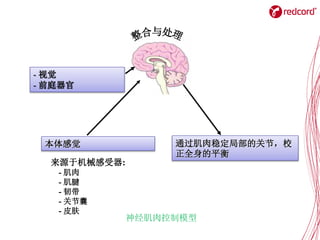本体感觉 通过肌肉稳定局部的关节，校
正全身的平衡
来源于机械感受器:
- 肌肉
- 肌腱
- 韧带
- 关节囊
- 皮肤
- 视觉
- 前庭器官
神经肌肉控制模型
 