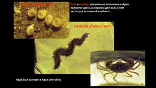 Hediste diversicolor
Abra segmentum Abra и Hediste, специально вселенные в Арал,
являются ценным кормом для рыб, в том
чис...
