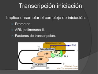 Transcripción iniciación
Implica ensamblar el complejo de iniciación:
 Promotor.
 ARN polimerasa II.
 Factores de trans...