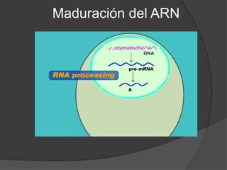 Maduración del ARN
 