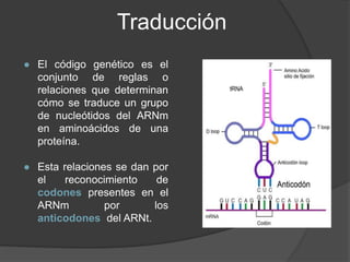 ● El código genético es el
conjunto de reglas o
relaciones que determinan
cómo se traduce un grupo
de nucleótidos del ARNm...