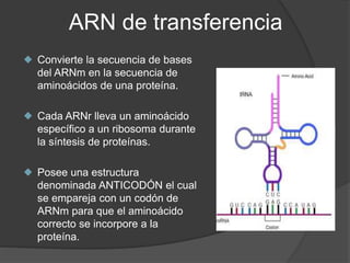 ARN de transferencia
 Convierte la secuencia de bases
del ARNm en la secuencia de
aminoácidos de una proteína.
 Cada ARN...