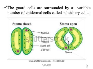 The guard cells are surrounded by a variable
number of epidermal cells called subsidiary cells.
3/29/2018 2
1
 