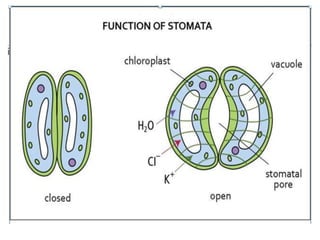 2
8
3/29/2018
Opening and closing of stomata
• Opening and closing of stomata takes place due
to changes in turgor pressu...