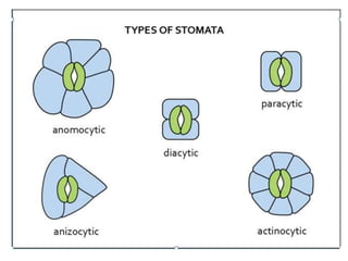 3
2
 Mechanism of stomata
Many theories have been proposed
regarding opening and closing of stomata.
Some important the...
