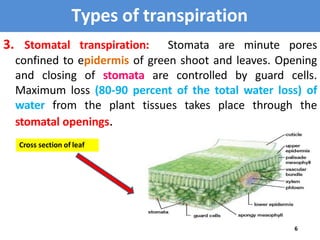 3. Stomatal transpiration: Stomata are minute pores
confined to epidermis of green shoot and leaves. Opening
and closing o...