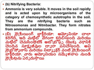 3. Bacteria Economic importnace New - Copy.ppt