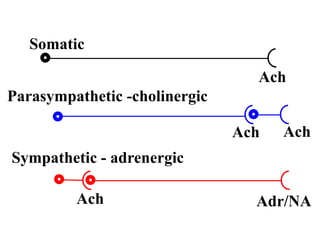 Somatic
Ach
Parasympathetic -cholinergic
Ach Ach
Sympathetic - adrenergic
Ach Adr/NA
 
