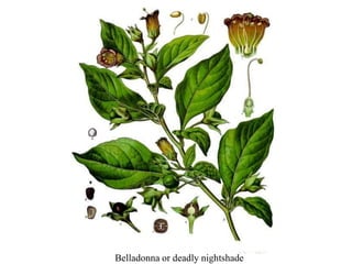 Belladonna or deadly nightshade
 