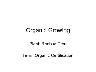 Organic Growing Plant: Redbud Tree Term: Organic Certification 