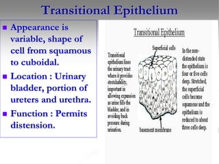 3. LECTURE 3 Tissue.ppt