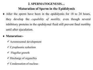 2. SPERMATOGENESIS…
Maturation of Sperm in the Epididymis
 After the sperm have been in the epididymis for 18 to 24 hours,
they develop the capability of motility, even though several
inhibitory proteins in the epididymal fluid still prevent final motility
until after ejaculation.
 Maturation:-
 Acromosomal development
 Cytoplasmic reduction
 Flagellar growth
 Discharge of organelles
 Condensation of nucleus
 