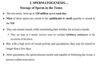 2. SPERMATOGENESIS…
Storage of Sperm in the Testes
 The two testes form up to 120 million sperm each day.
 Most of these sperm are stored in the epididymis & small quantity is stored in
the VD
 They can remain stored, while maintaining their fertility, for at least a month.
 They are kept in a deeply inactive state by multiple inhibitory substances in the
secretions of the ducts.
 But, with a high level of sexual activity and ejaculations, they may be stored no
longer than a few days.
 After ejaculation, the sperm become motile and capable of fertilizing the ovum, a
process called maturation.
 