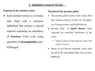 2. SPERMATOGENESIS…
Function of the seminal vesicles
 Each seminal vesicle is a tortuous
tube lined with a secretory
epithelium that secretes a mucoid
material containing an abundance
of Fructose, Citric acid, Large
quantities of prostaglandins and ,
Fibrinogen
Function of the prostate gland
 The prostate gland secretes a thin, milky fluid
that contains–Calcium, Citrate ion, Phosphate
ion, Clotting enzyme, and Profibrinolysin
 Prostatic fluid : A slightly alkaline -quite
important for successful fertilization of the
ovum
 Vaginal secretions of the female are acidic (with
a pH of 3.5 to 4.0).
 Sperm do not become optimally motile until
the pH of the surrounding fluids rises to about
6.0 to 6.5.
 