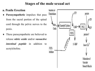 Stages of the male sexual act
a. Penile Erection
 Parasympathetic impulses that pass
from the sacral portion of the spinal
cord through the pelvic nerves to the
penis.
 These parasympathetic are believed to
release nitric oxide and/or vasoactive
intestinal peptide in addition to
acetylcholine.
 