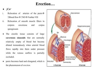 Erection…
 ↓Ca+
i. Relaxation of arteries of the penis
↑Blood flow ↑NO Further VD
ii. Relaxation of smooth muscle fibers in
corpora cavernosa and corpus
spongiosum
 The erectile tissue consists of large
that are
cavernous sinusoids
relatively empty of blood but
normally
become
dilated tremendously when arterial blood
flows rapidly into them under pressure
while the venous outflow is partially
occluded.
 penis becomes hard and elongated, which is
the phenomenon of erection.
 