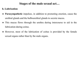 Stages of the male sexual act…
b. Lubrication
 Parasympathetic impulses, in addition to promoting erection, cause the
urethral glands and the bulbourethral glands to secrete mucus.
 This mucus flows through the urethra during intercourse to aid in the
lubrication during coitus.
 However, most of the lubrication of coitus is provided by the female
sexual organs rather than by the male organs.
 