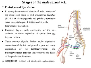 Stages of the male sexual act…
C. Emission and Ejaculation
 Extremely intense sexual stimulus  reflex centers of
the spinal cord begin to emit sympathetic impulses
(T12-L2) via hypogastric and pelvic sympathetic
nerve to genital organs initiate emission, the
forerunner of ejaculation.
 Emission begins with contraction of the vas
the
deferens to cause expulsion of sperm into
internal urethra.
 These sensory signals further excite rhythmical
contraction of the internal genital organs and cause
contraction of the ischiocavernosus and
bulbocavernosus muscles that compress the bases
of the penile erectile tissue.
D. Resolution- within 1 to 2 minutes and erection ceases
 