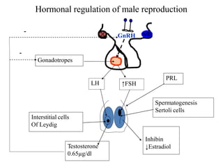 Hormonal regulation of male reproduction
OC MB
GnRH
↑FSH
LH
Interstitial cells
Of Leydig
Spermatogenesis
Sertoli cells
Testosterone
0.65µg/dl
Inhibin
↓Estradiol
-
Gonadotropes
-
PRL
 