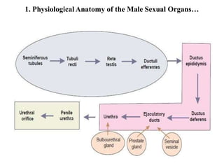 1. Physiological Anatomy of the Male Sexual Organs…
 