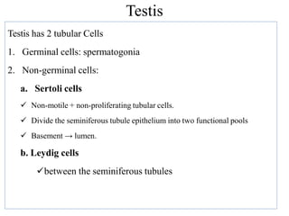Testis
Testis has 2 tubular Cells
1. Germinal cells: spermatogonia
2. Non-germinal cells:
a. Sertoli cells
 Non-motile + non-proliferating tubular cells.
 Divide the seminiferous tubule epithelium into two functional pools
 Basement → lumen.
b. Leydig cells
between the seminiferous tubules
 