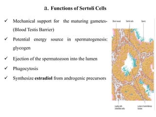 a. Functions of Sertoli Cells
 Mechanical support for the maturing gametes-
(Blood Testis Barrier)
 Potential energy source in spermatogenesis:
glycogen
 Ejection of the spermatozoon into the lumen
 Phagocytosis
 Synthesize estradiol from androgenic precursors
 