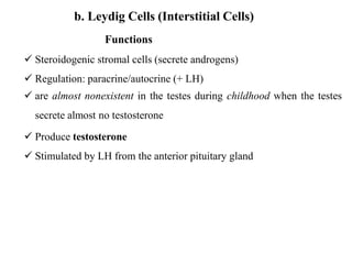 b. Leydig Cells (Interstitial Cells)
Functions
 Steroidogenic stromal cells (secrete androgens)
 Regulation: paracrine/autocrine (+ LH)
 are almost nonexistent in the testes during childhood when the testes
secrete almost no testosterone
 Produce testosterone
 Stimulated by LH from the anterior pituitary gland
 