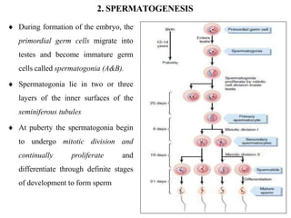 2. SPERMATOGENESIS
 During formation of the embryo, the
primordial germ cells migrate into
testes and become immature germ
cells called spermatogonia (A&B).
 Spermatogonia lie in two or three
layers of the inner surfaces of the
seminiferous tubules
 At puberty the spermatogonia begin
to undergo mitotic division and
continually proliferate and
differentiate through definite stages
of development to form sperm
 