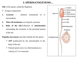2. SPERMATOGENESIS…
Tail- of the sperm, called the flagellum
 3 major components:
1. Axoneme - skeleton constructed
microtubules
of 11
2. Thin cell membrane covering the axoneme
3. Body of the tail-Collection of mitochondria
surrounding the axoneme in the proximal portion
of the tail
Flagellar movement- provides motility for the sperm.
 ATP synthesized by the mitochondria in the
body of the tail.
 Normal sperm move in a fluid medium at a
velocity of 1 to 4 mm/min
 
