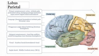 Lobus
Parietal
Primary somatosensory cortex : terletak pada
postcentral sulcus mempunyai fungsi menerima
input sensori bag...