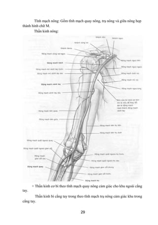Tĩnh mạch nông: Gồm tĩnh mạch quay nông, trụ nông và giữa nông họp
thành hình chữ M.
Thần kinh nông:
+ Thần kinh cơ bì the...