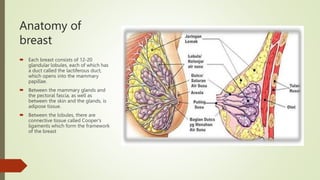 Anatomy of
breast
 Each breast consists of 12-20
glandular lobules, each of which has
a duct called the lactiferous duct,
which opens into the mammary
papillae.
 Between the mammary glands and
the pectoral fascia, as well as
between the skin and the glands, is
adipose tissue.
 Between the lobules, there are
connective tissue called Cooper's
ligaments which form the framework
of the breast
 