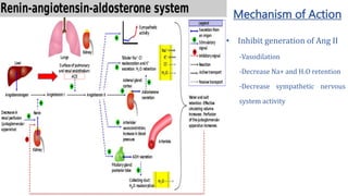 3. Roles of ACEI in Diabetic Nephropathy.pptx