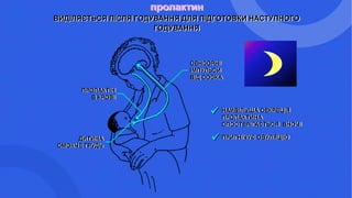 пролактин
ВИДІЛЯЄТЬСЯ ПІСЛЯ ГОДУВАННЯ ДЛЯ ПІДГОТОВКИ НАСТУПНОГО
ГОДУВАННЯ
НАЙБІЛЬША СЕКРЕЦІЯ
ПРОЛАКТИНА
СПОСТЕРІГАЄТЬСЯ ВНОЧІ
ПРИГНІЧУЄ ОВУЛЯЦІЮ
СЕНСОРНІ
ІМПУЛЬСИ
ВІД СОСКА
ПРОЛАКТІН
В КРОВІ
ДИТИНА
СМОКЧЕ ГРУДЬ


 