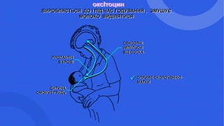 оксІтоцин
ВИРОБЛЯЄТЬСЯ ДО І ПІД ЧАС ГОДУВАННЯ , ЗМУШУЄ
МОЛОКО ВИДІЛЯТИСЯ
СПРИЯЄ СКОРОЧЕННЮ
МАТКИ
СЕНСОРНІ
ІМПУЛЬСИ
ВІД СОСКА
ПРОЛАКТІН
В КРОВІ
ДИТИНА
СМОКЧЕ ГРУДЬ

 