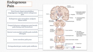 Endogenous
Pain
Nyeri kronis dapat menyebabkan
terganggunya regulasi sistem endogenous
pain
Endogenous pain merupakan analgesic
dalam tubuh
Tempat keluarnya endogenous pain berada
pada batang otak (brainstem)
Rostral ventromedial medulla pada medulla
oblongata
Locus coeruleus pada pons
Periaqueductal grey matter pada midbrain
 