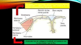Avascular rica en colágeno (cortical), en contacto con
la aracnoides, que es fina
Con frágiles vasos sinusoidales, pericitos y músculo liso distribuido
irregularmente y células inflamatorias, todo producto de una
estrecha correlación(dural), más gruesa
 