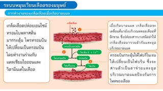 ระบบหมุนเวียนเลือดของมนุษย์
การท้างานของเกล็ดเลือดเมื่อเกิดบาดแผล
1
2
3
ทรอมโบพลาสติน
โพรทรอมบิน ทรอมบิน
ไฟบริโนเจน ไฟบริน
วิตามิน K + Ca2+
เกล็ดเลือด
เมื่อเกิดบาดแผล เกล็ดเลือดจะ
เคลื่อนที่มายังบริเวณหลอดเลือดที่
ฉีกขาด ซึ่งปล่อยสารบางชนิดท่าให้
เกล็ดเลือดมารวมตัวกันและอุด
บริเวณบาดแผล
ทรอมบินกระตุ้นให้ไฟบริโนเจน
ให้เปลี่ยนเป็นไฟบริน ซึ่งจะ
สานตัวเป็นตาข่ายและอุด
บริเวณบาดแผลป้องกันการ
ไหลของเลือด
เกล็ดเลือดปล่อยเอนไซม์
ทรอมโบพลาสทิน
มากระตุ้น โพรทรอมบิน
ให้เปลี่ยนเป็นทรอมบิน
โดยท่างานร่วมกับ
แคลเซียมไอออนและ
วิตามินเคในเลือด
 