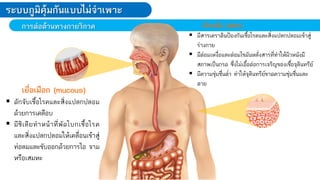 การต่อต้านทางกายวิภาค
ระบบภูมิคุ้มกันแบบไม่จ้าเพาะ
เยื่อเมือก (mucous)
 ดักจับเชื้อโรคและสิ่งแปลกปลอม
ด้วยการเคลือบ
 มีซิเลียท่าหน้าที่พัดโบกเชื้อโรค
และสิ่งแปลกปลอมให้เคลื่อนเข้าสู่
ท่อลมและขับออกด้วยการไอ จาม
หรือเสมหะ
ผิวหนัง (skin)
 มีสารเคราตินป้องกันเชื้อโรคและสิ่งแปลกปลอมเข้าสู่
ร่างกาย
 มีต่อมเหงื่อและต่อมไขมันหลั่งสารที่ท่าให้ผิวหนังมี
สภาพเป็นกรด ซึ่งไม่เอื้อต่อการเจริญของเชื้อจุลินทรีย์
 มีความชุ่มชื่นต่่า ท่าให้จุลินทรีย์ขาดความชุ่มชื่นและ
ตาย
 
