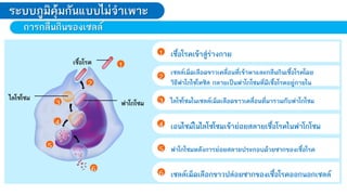 การกลืนกินของเซลล์
2
1
3
4
5
6
เชื้อโรค
ฟาโกโซม
ไลโซโซม
1 เชื้อโรคเข้าสู่ร่างกาย
3 ไลโซโซมในเซลล์เม็ดเลือดขาวเคลื่อนที่มารวมกับฟาโกโซม
4 เอนไซม์ในไลโซโซมเข้าย่อยสลายเชื้อโรคในฟาโกโซม
6 เซลล์เม็ดเลือกขาวปล่อยซากของเชื้อโรคออกนอกเซลล์
5 ฟาโกโซมหลังการย่อยสลายประกอบด้วยซากของเชื้อโรค
2 เซลล์เม็ดเลือดขาวเคลื่อนที่เข้าหาและกลืนกินเชื้อโรคโดย
วิธีฟาโกไซโทซิส กลายเป็นฟาโกโซมที่มีเชื้อโรคอยู่ภายใน
ระบบภูมิคุ้มกันแบบไม่จ้าเพาะ
 