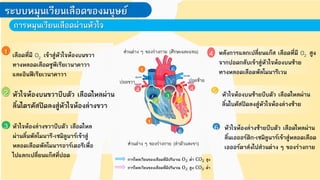 ระบบหมุนเวียนเลือดของมนุษย์
การหมุนเวียนเลือดผ่านหัวใจ
1
1
2
3
4 4
5
6
6
ส่วนต่าง ๆ ของร่างกาย (ศีรษะและแขน)
ส่วนต่าง ๆ ของร่างกาย (ล่าตัวและขา)
ปอดขวา ปอดซ้าย
เลือดที่มี O2 เข้าสู่หัวใจห้องบนขวา
ทางหลอดเลือดซูพีเรียเวนาคาวา
และอินฟีเรียเวนาคาวา
1
หัวใจห้องบนขวาบีบตัว เลือดไหลผ่าน
ลิ้นไตรคัสปิดลงสู่หัวใจห้องล่างขวา
2
หัวใจห้องล่างขวาบีบตัว เลือดไหล
ผ่านลิ้นพัลโมนารี-เซมิลูนาร์เข้าสู่
หลอดเลือดพัลโมนารอาร์เตอรีเพื่อ
ไปแลกเปลี่ยนแก๊สที่ปอด
3
หลังการแลกเปลี่ยนแก๊ส เลือดที่มี O2 สูง
จากปอดกลับเข้าสู่หัวใจห้องบนซ้าย
ทางหลอดเลือดพัลโมนารีเวน
4
หัวใจห้องบนซ้ายบีบตัว เลือดไหลผ่าน
ลิ้นไบคัสปิดลงสู่หัวใจห้องล่างซ้าย
5
หัวใจห้องล่างซ้ายบีบตัว เลือดไหลผ่าน
ลิ้นเอออร์ติก-เซมิลูนาร์เข้าสู่หลอดเลือด
เอออร์ตาส่งไปส่วนต่าง ๆ ของร่างกาย
6
การไหลเวียนของเลือดที่มีปริมาณ O2 ต่้า CO2 สูง
การไหลเวียนของเลือดที่มีปริมาณ O2 สูง CO2 ต่้า
 