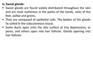 iv. Sweat glands:
 Sweat glands are found widely distributed throughout the skin
and are most numerous in the palms of the hands, soles of the
feet, axillae and groins.
 They are composed of epithelial cells. The bodies of the glands
lie coiled in the subcutaneous tissue.
 Some ducts open onto the skin surface at tiny depressions, or
pores, and others open into hair follicles. Glands opening into
hair follicles
 