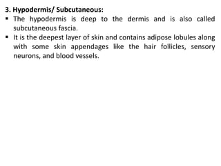 3. Hypodermis/ Subcutaneous:
 The hypodermis is deep to the dermis and is also called
subcutaneous fascia.
 It is the deepest layer of skin and contains adipose lobules along
with some skin appendages like the hair follicles, sensory
neurons, and blood vessels.
 
